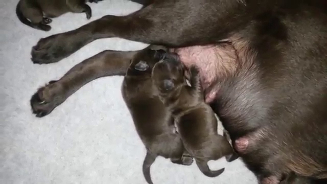 kennel-labfun-6.jpeg