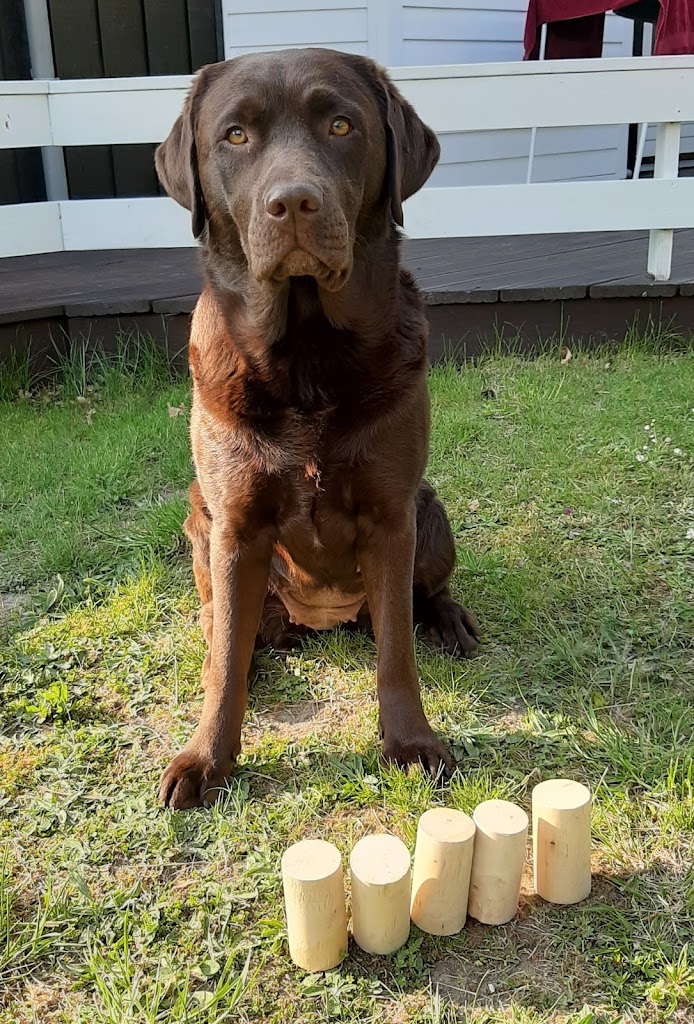 kennel-labfun-7.jpeg
