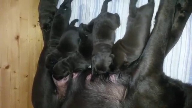 kennel-labfun-8.jpeg