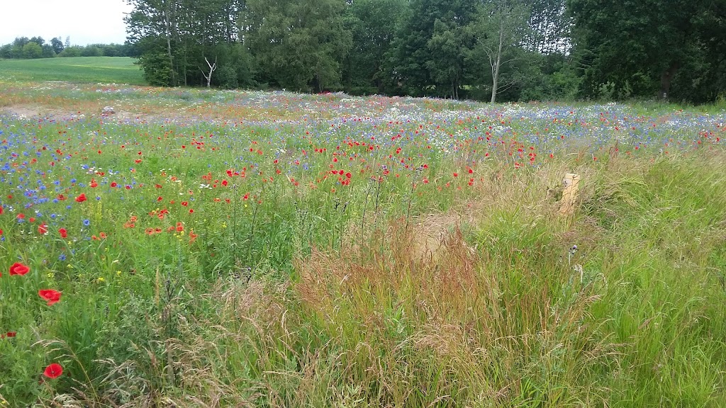 paeremosehavn-6.jpeg