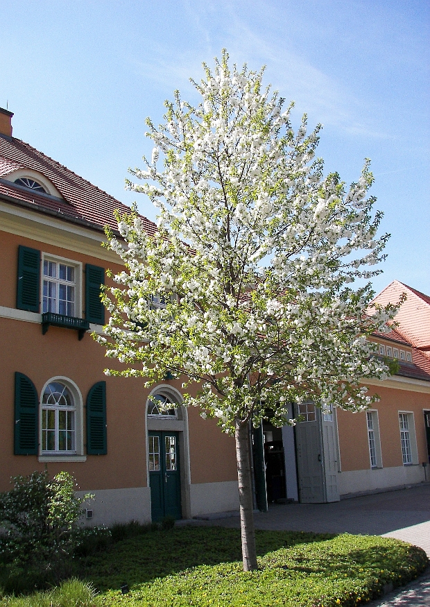 sitas-traeplanteskole-4.jpeg