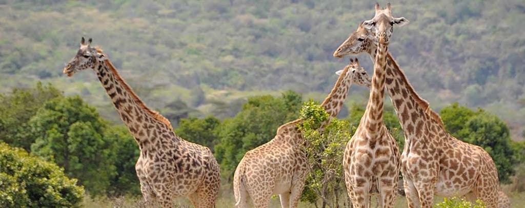 best-african-safari-0.jpeg