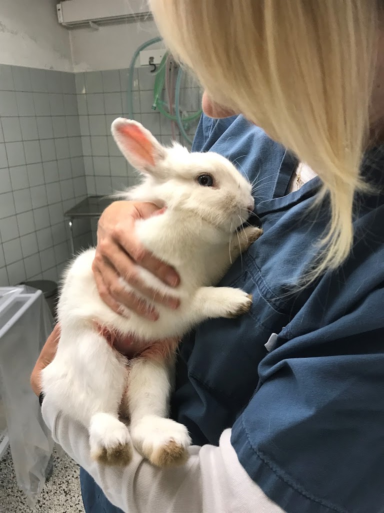 charlottenlund-dyrehospital-i-s-12.jpeg