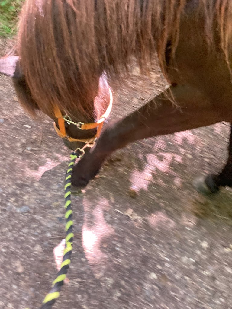 pyttur-ordrupdal-rideklub-13.jpeg
