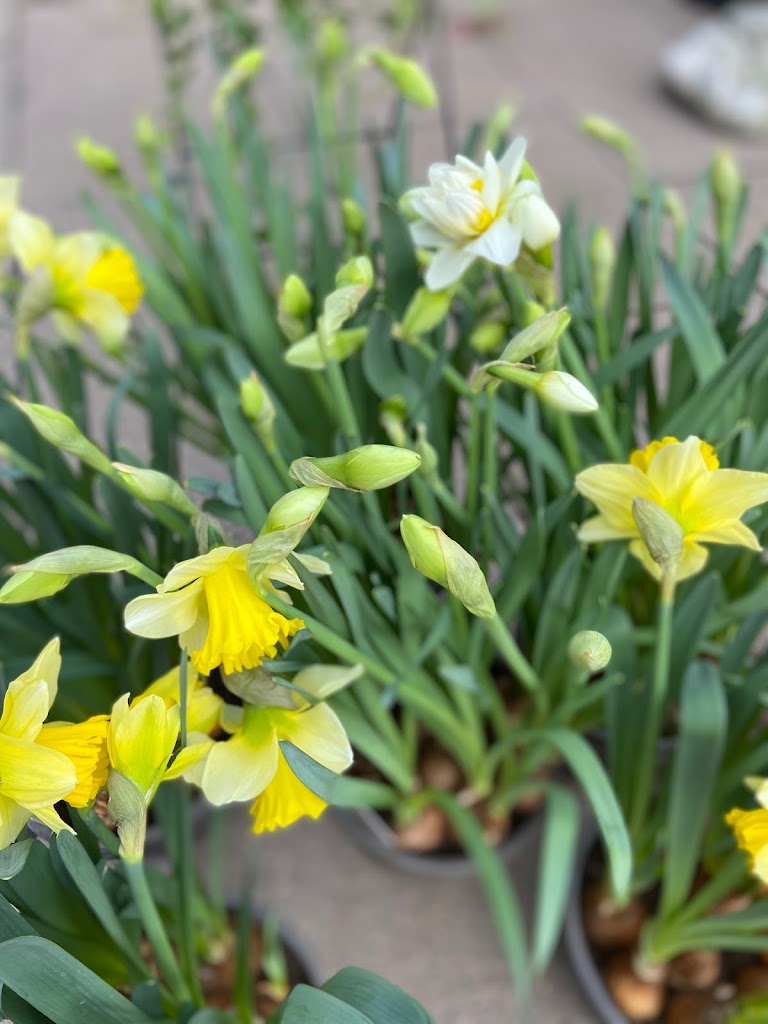 kongsbro-blomster-5.jpeg