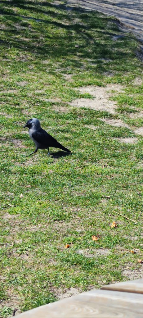 legepladsen-i-vigerslevparken-ved-stakhaven-7.jpeg