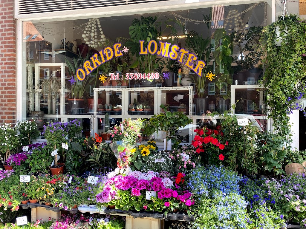 orkide-blomster-17.jpeg