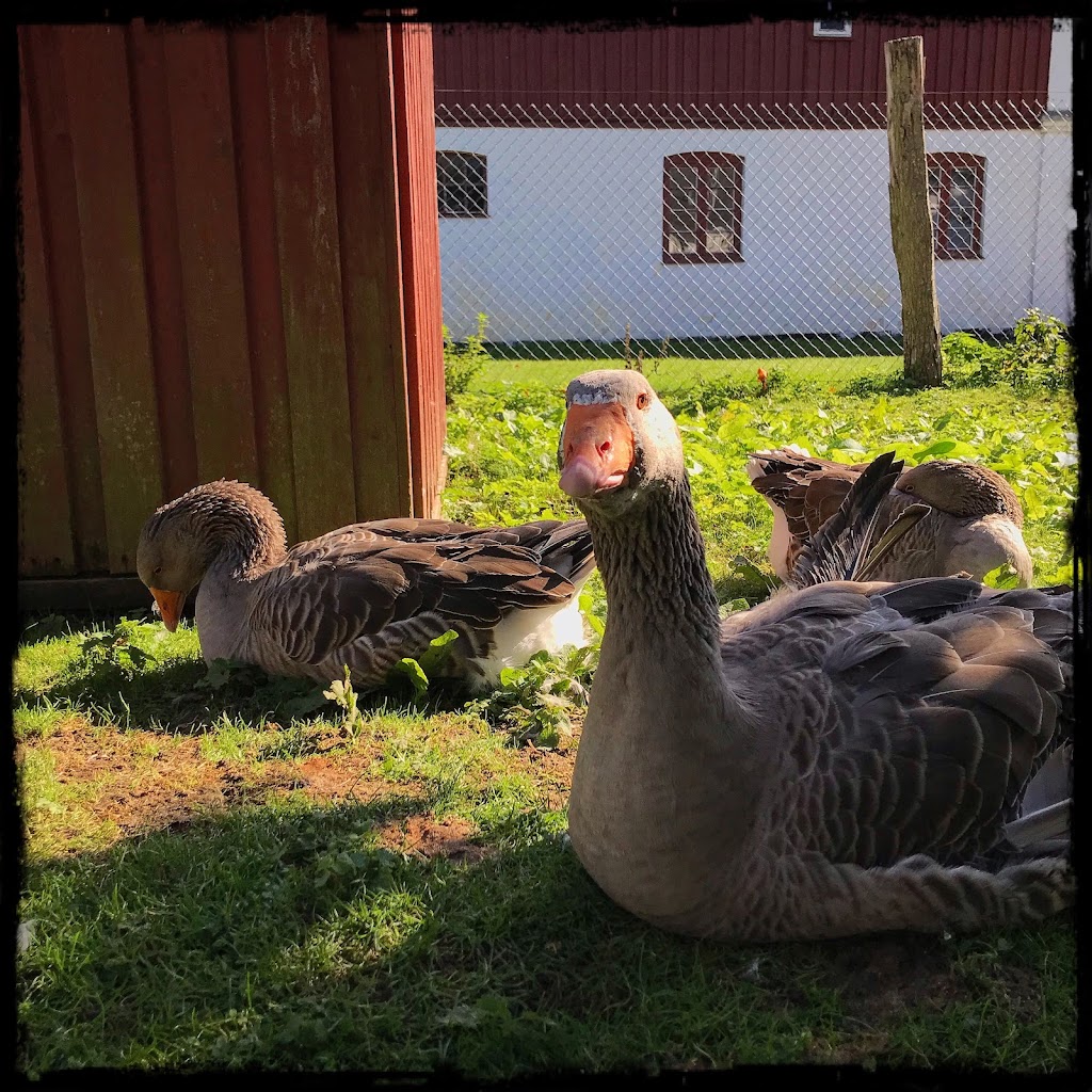 flynderupgardmuseet-13.jpeg
