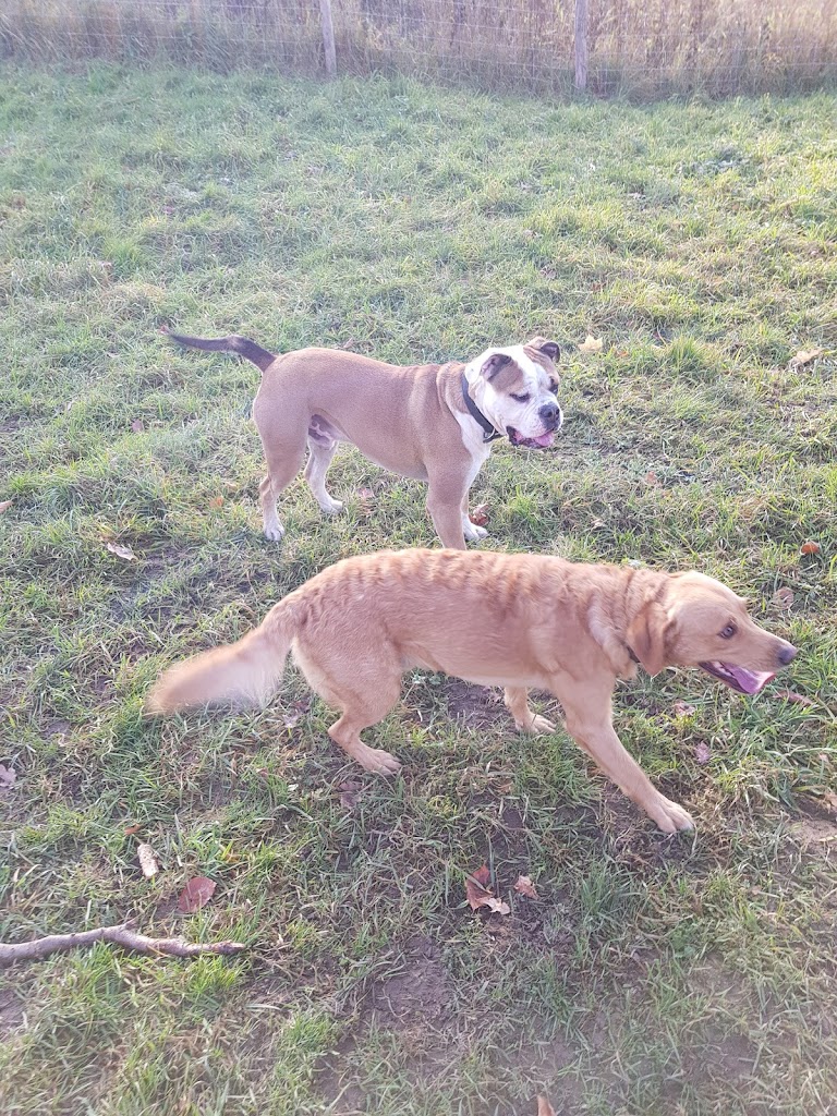 hundepark-ved-lillevang-plejecenter-9.jpeg