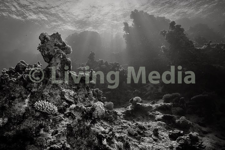 living-media-fotograf-5.jpeg