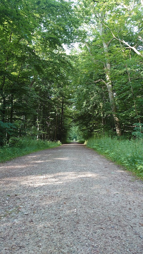brodemose-skov-1.jpeg