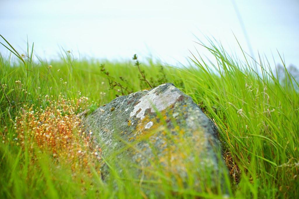 dronningholm-castle-ruin-13.jpeg