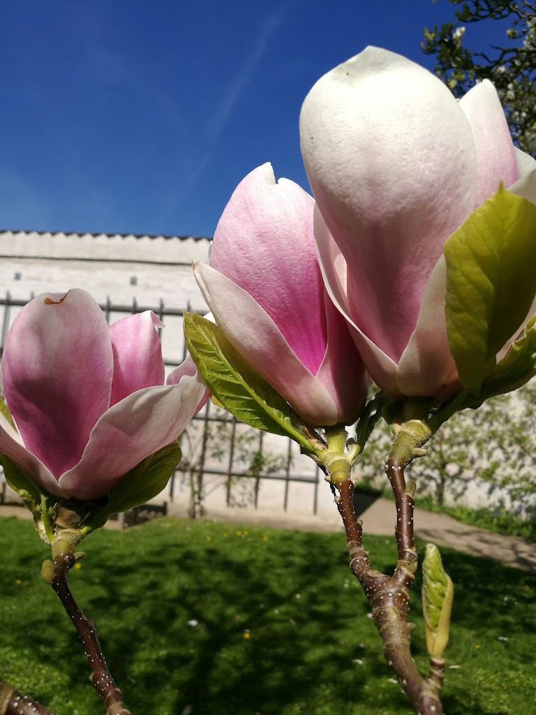 dronning-louises-tehus-17.jpeg