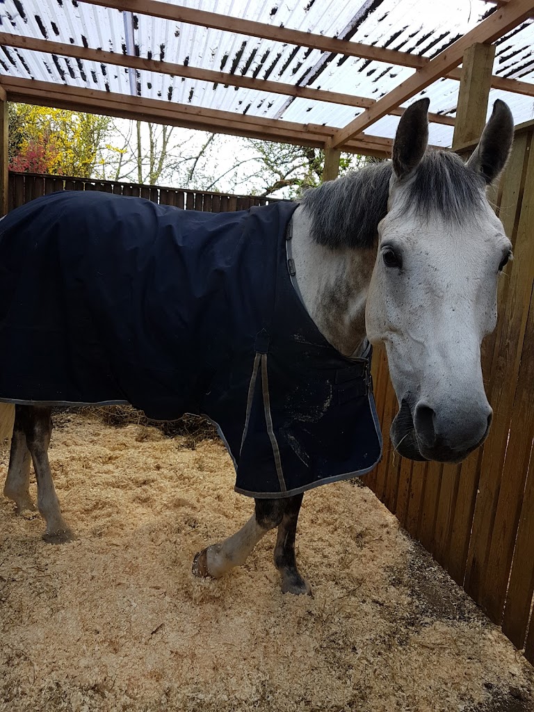 tattersall-pony-riding-club-1.jpeg