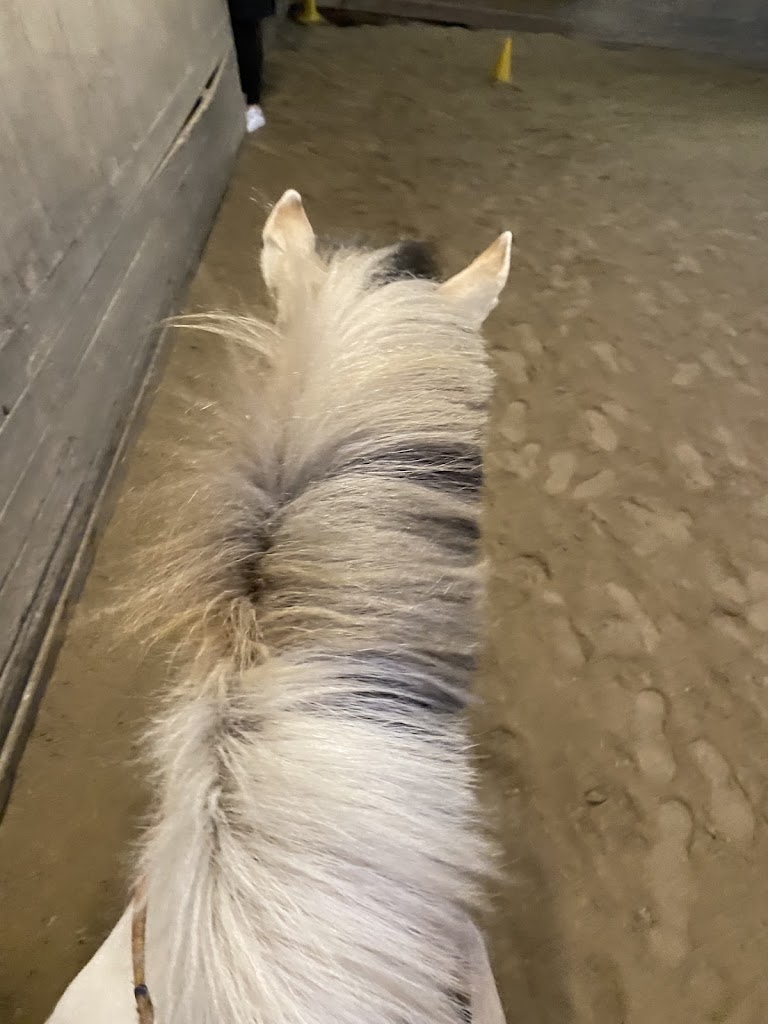 tattersall-pony-riding-club-15.jpeg