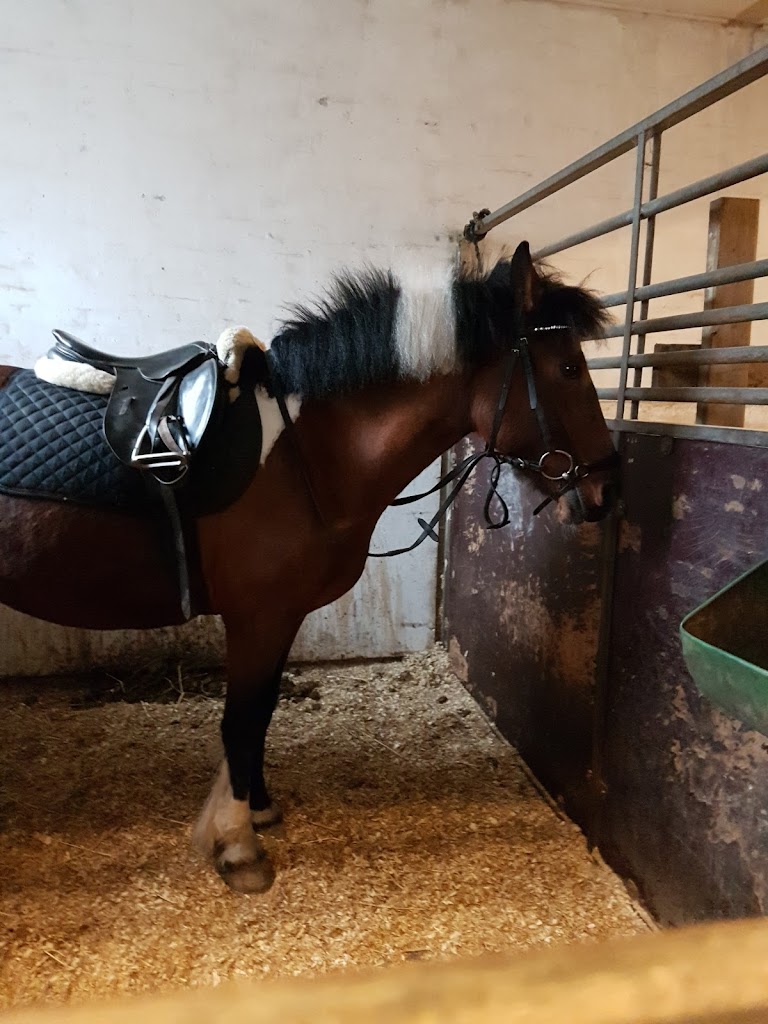 tattersall-pony-riding-club-8.jpeg