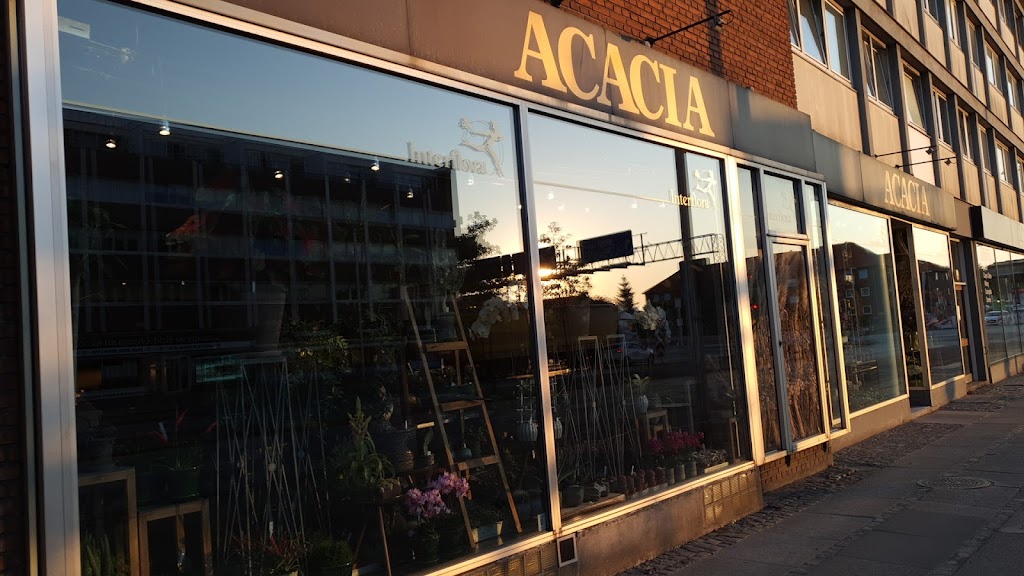 acacia-6.jpeg