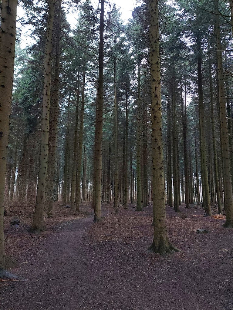 hvissingestenen-sjaellands-storste-sten-2.jpeg