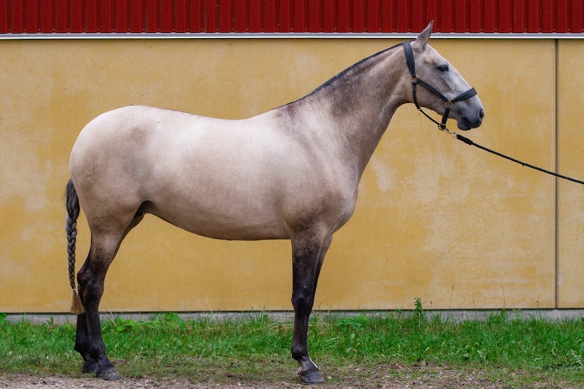 dansk-ridekompagni-v-anna-sophia-mousten-vestergaard-9.jpeg