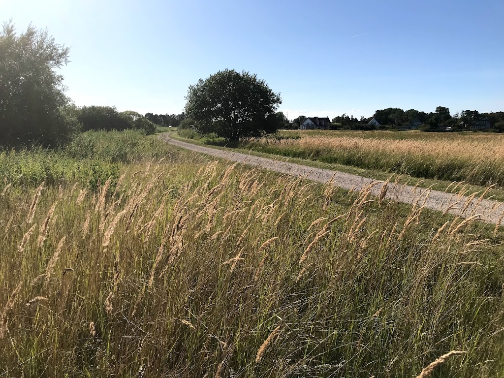 geder-ved-hundige-strand-4.jpeg