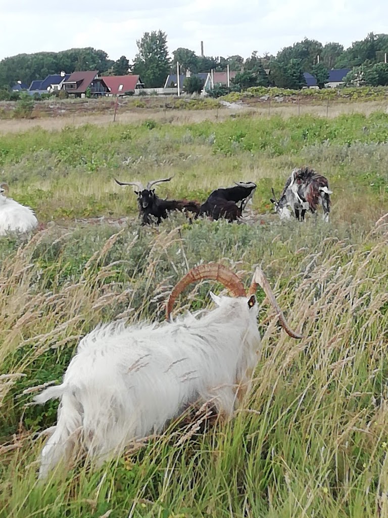 geder-ved-hundige-strand-6.jpeg