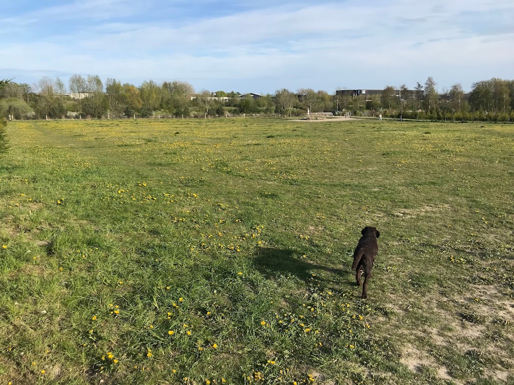 greve-skov-og-hundeskov-1.jpeg