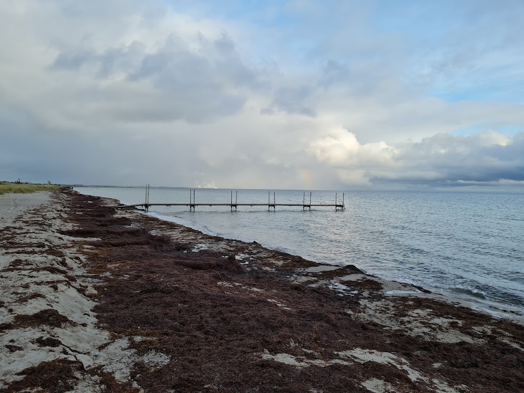 hundestrand-hundige-3.jpeg