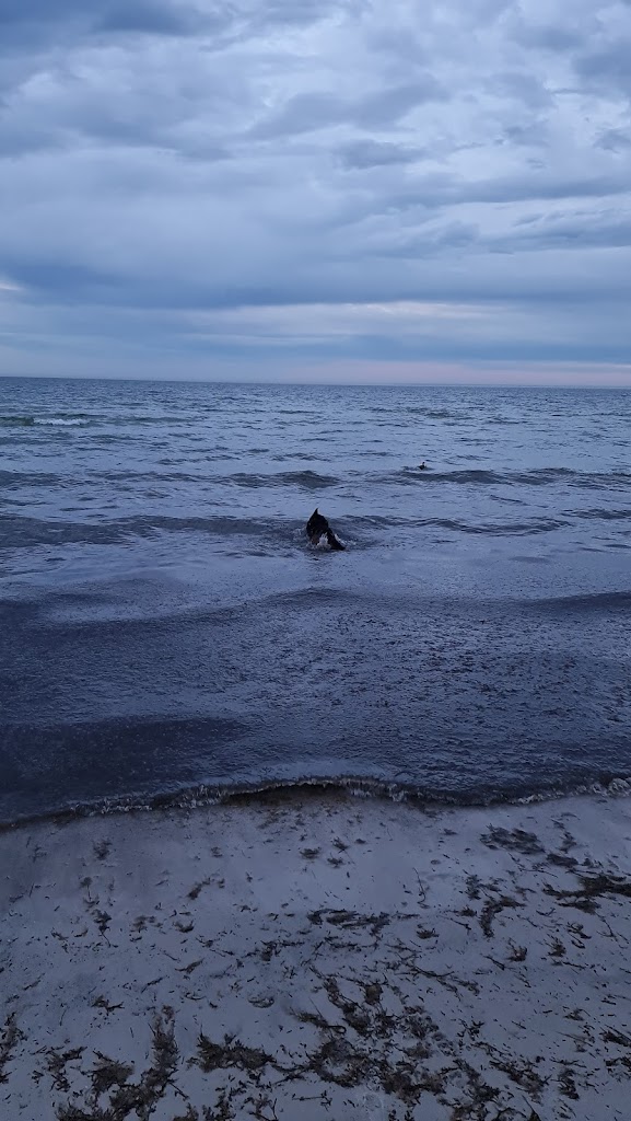 hundestrand-hundige-7.jpeg
