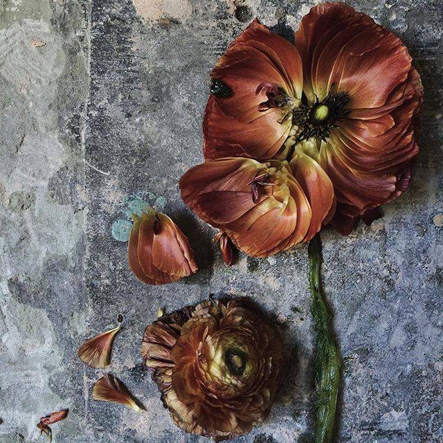 flowers-by-hand-v-sofie-frey-0.jpeg