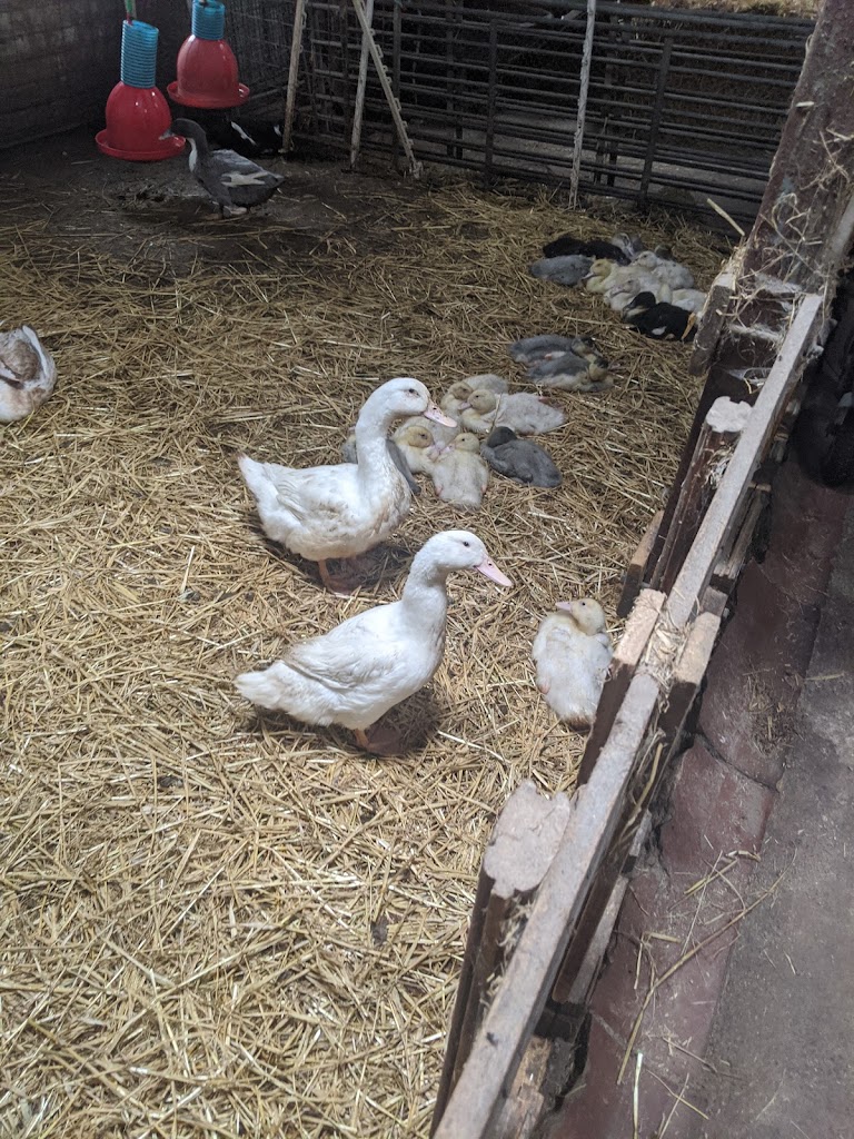 glovermosegaard-gardbutik-12.jpeg