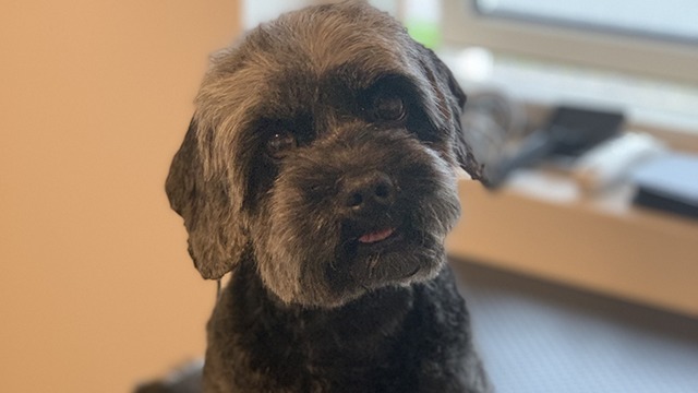 lottes-hundesalon-0.jpeg