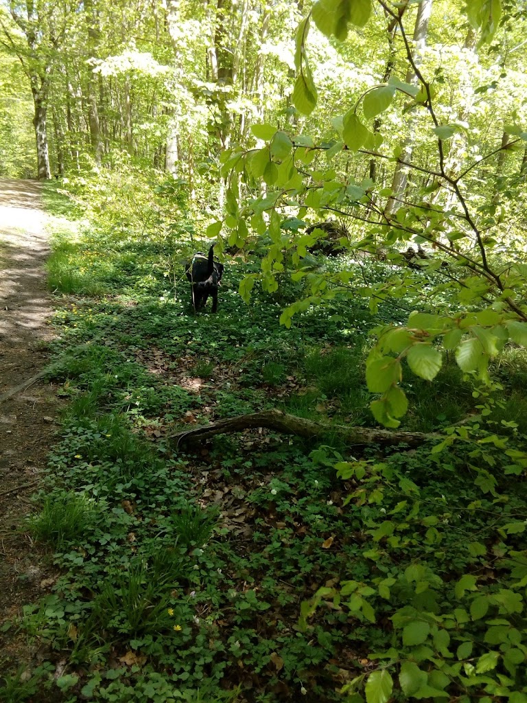 helsinge-camping-2.jpeg