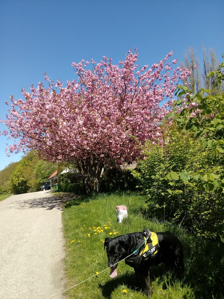 helsinge-camping-5.jpeg