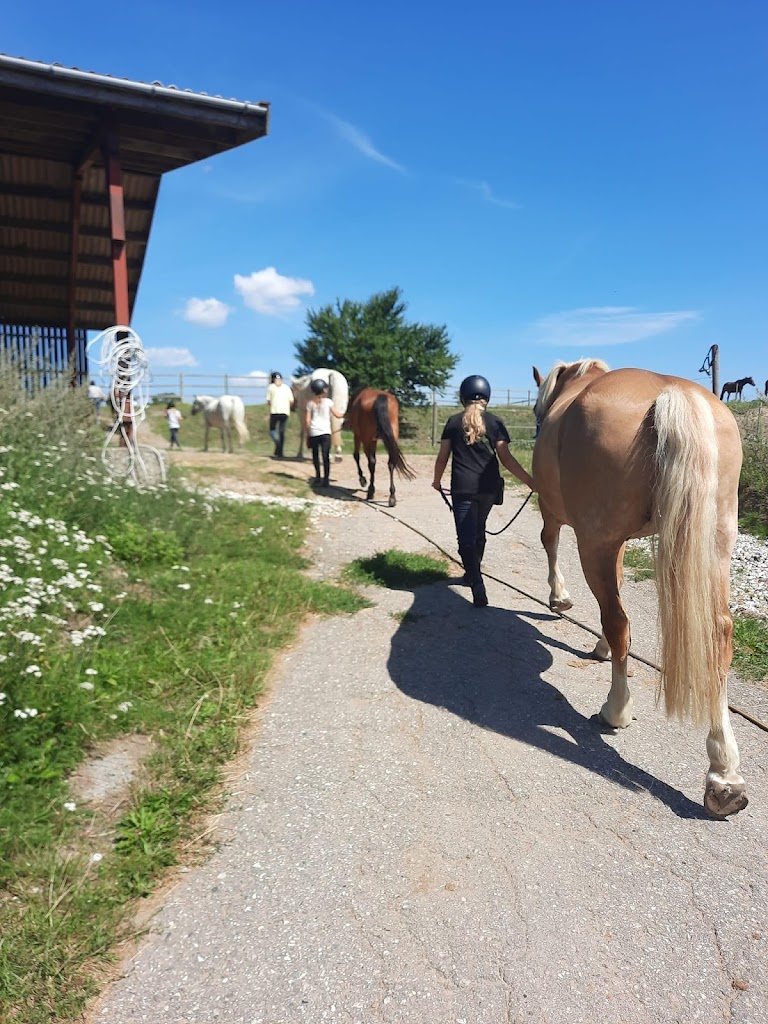 helsinge-rideklub-14.jpeg