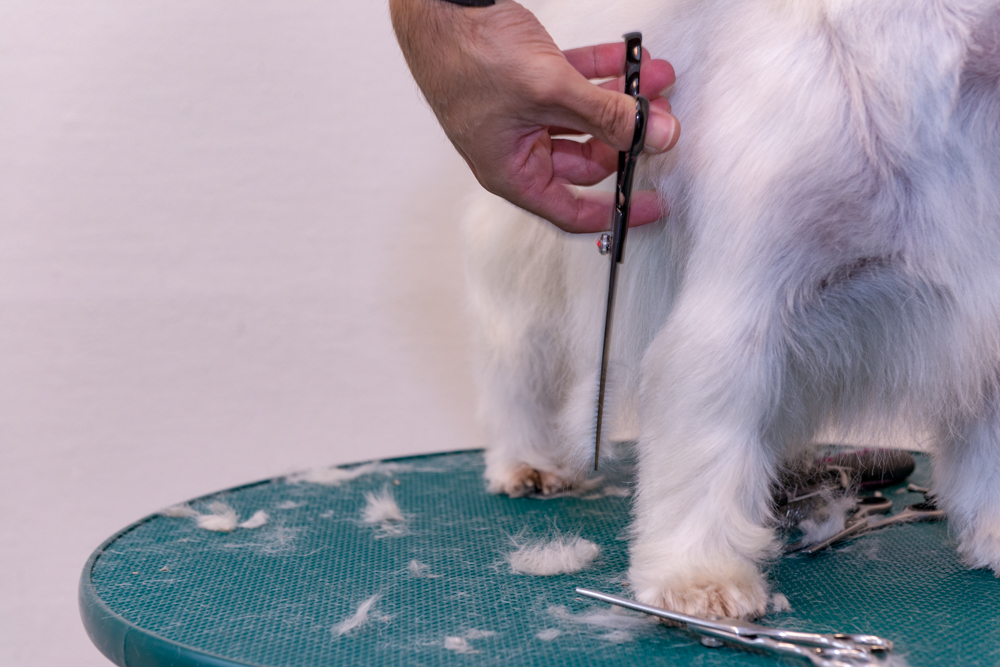 franco-pet-groomer-2.jpeg