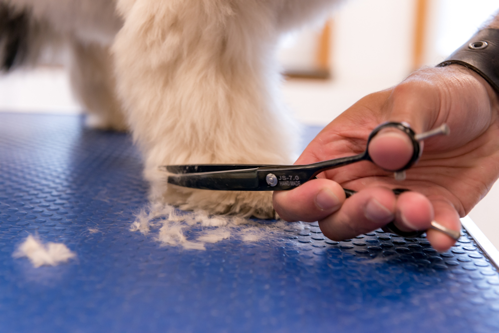 franco-pet-groomer-3.jpeg
