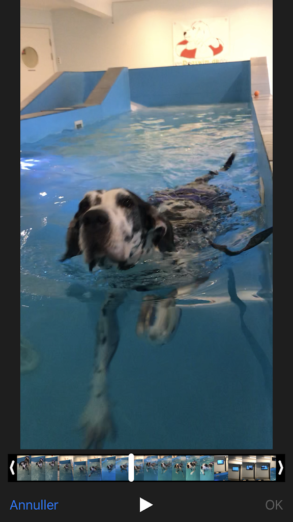 zone-1-zoneterapi-til-hund-og-kat-14.jpeg