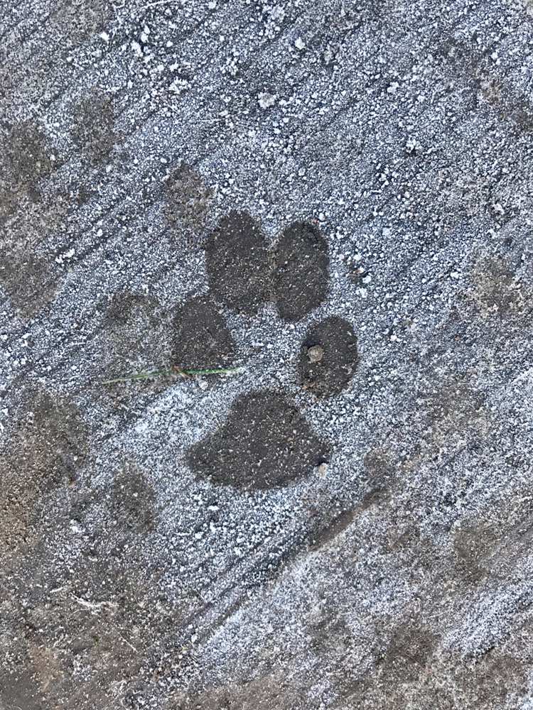 zone-1-zoneterapi-til-hund-og-kat-6.jpeg