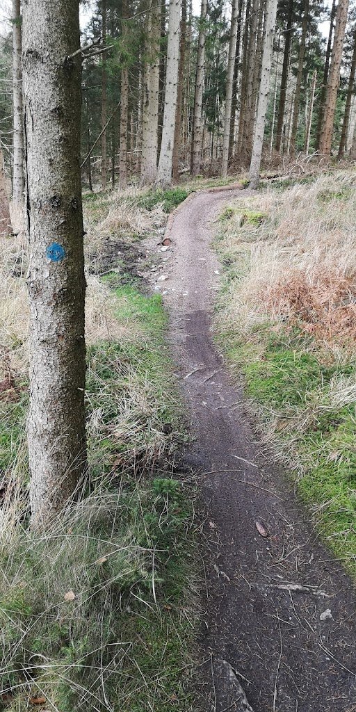 det-bla-mtb-spor-i-st-dyrehave-17.jpeg