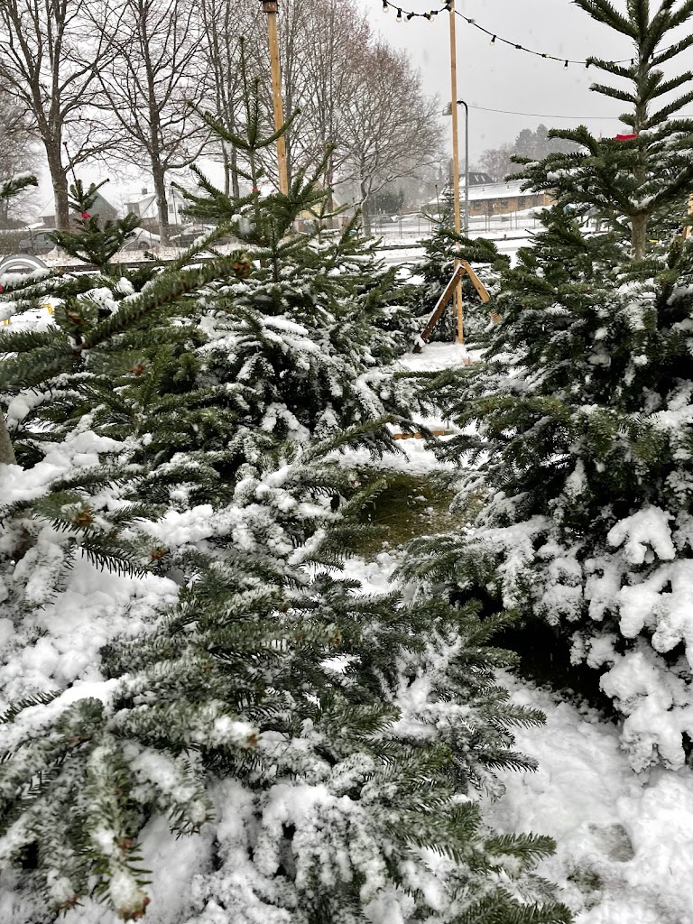 marias-juletraeer-4.jpeg