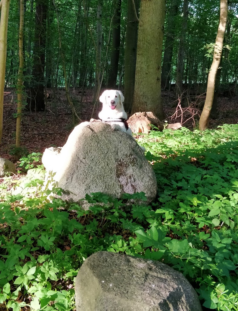nejede-vesterskov-parkeringsplads-8.jpeg