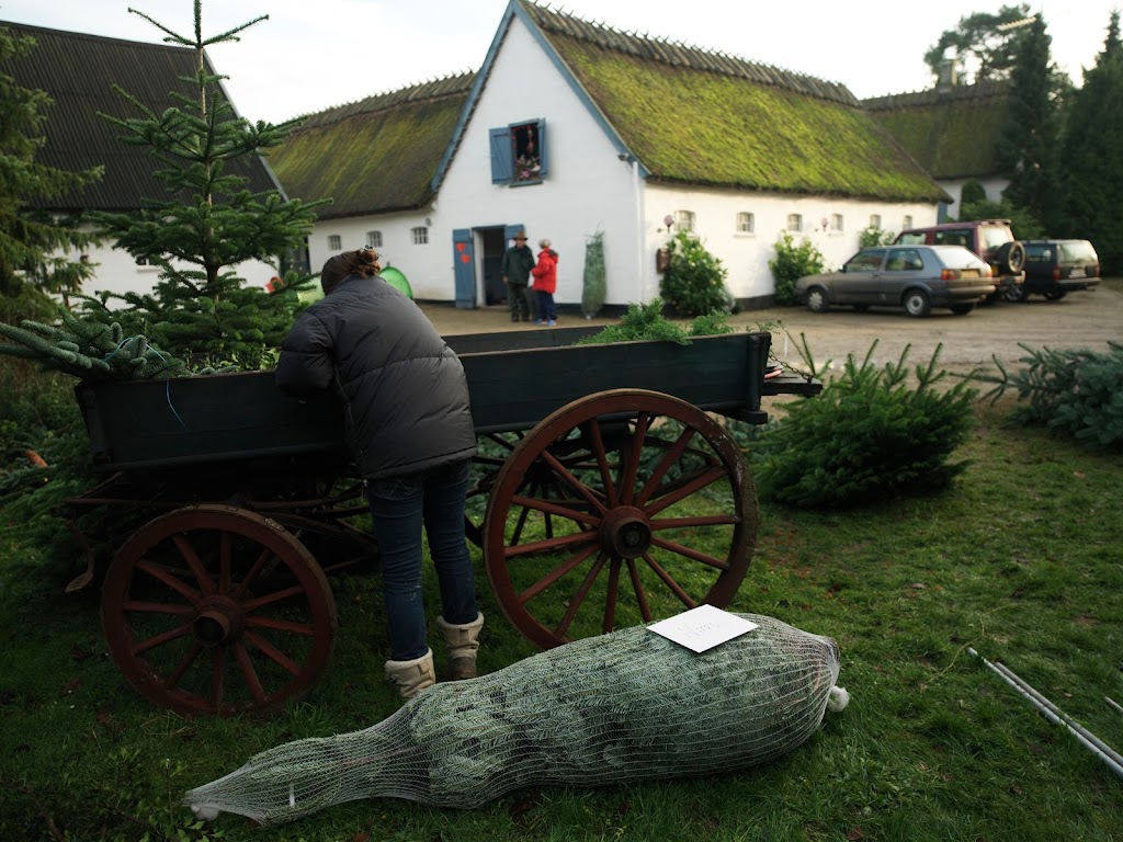 sivertsens-juletraeer-parcelgarden-hillerod-3.jpeg