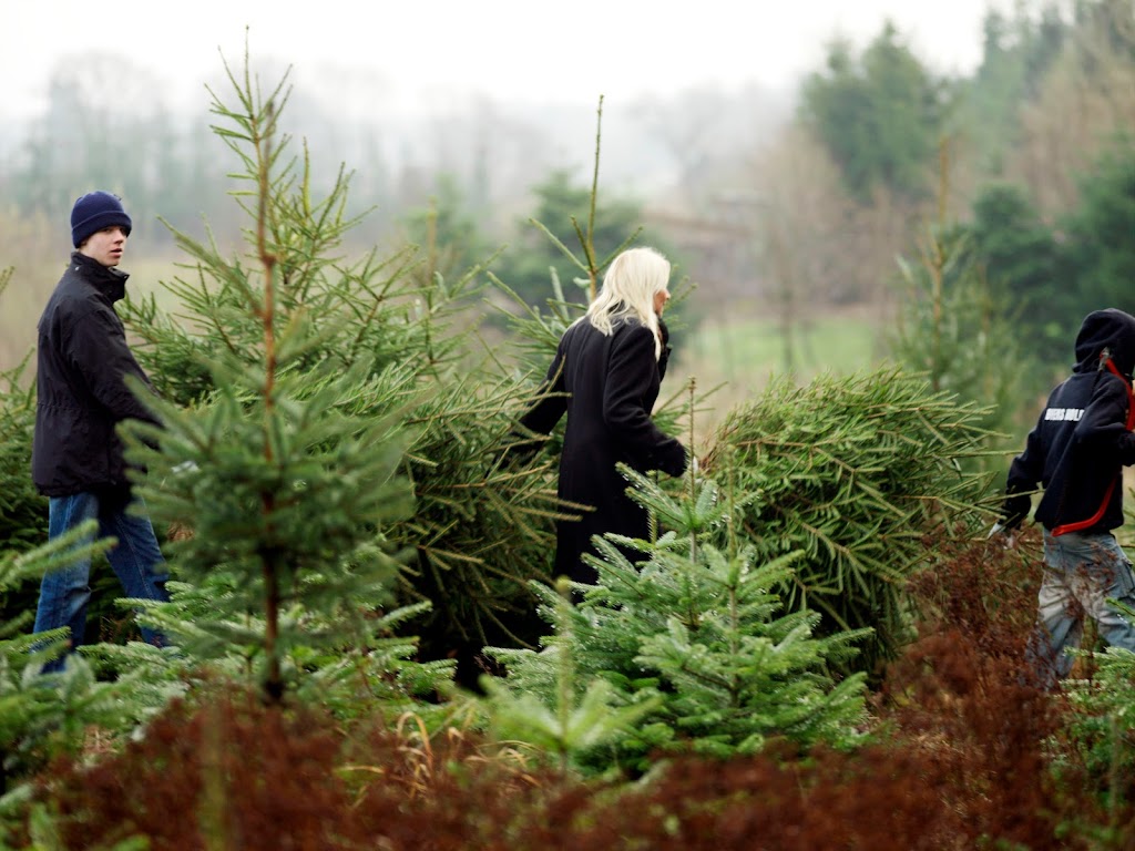 sivertsens-juletraeer-parcelgarden-hillerod-4.jpeg