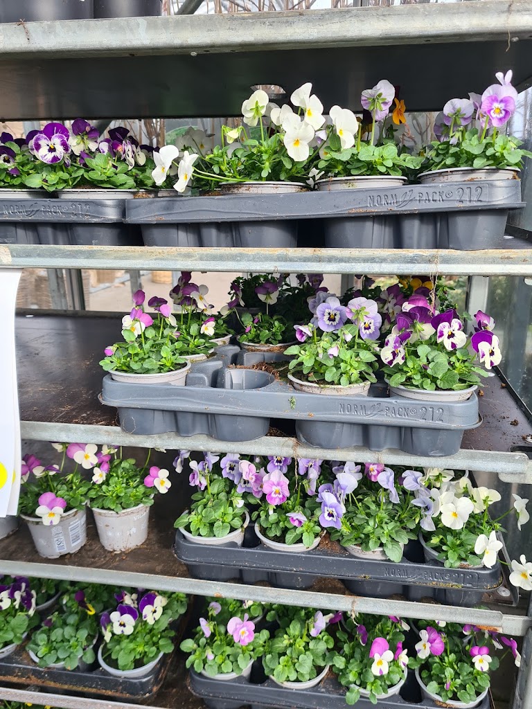 billigblomst-holbaek-13.jpeg