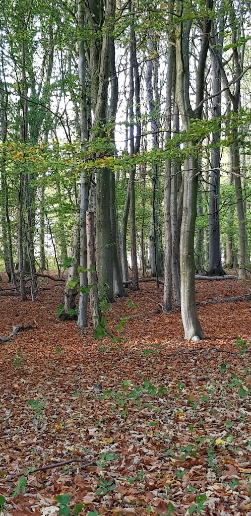 holbaek-naturskole-7.jpeg