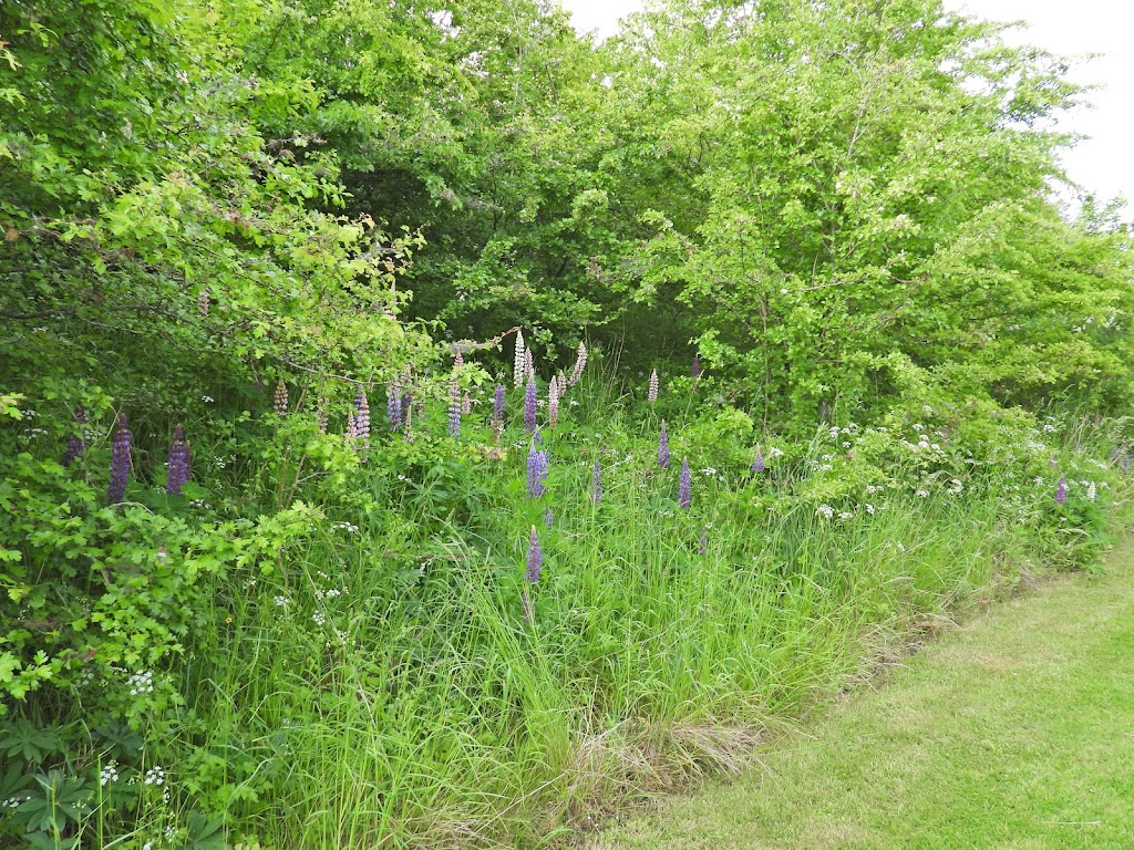 holbaek-og-omegns-fugleforening-8.jpeg