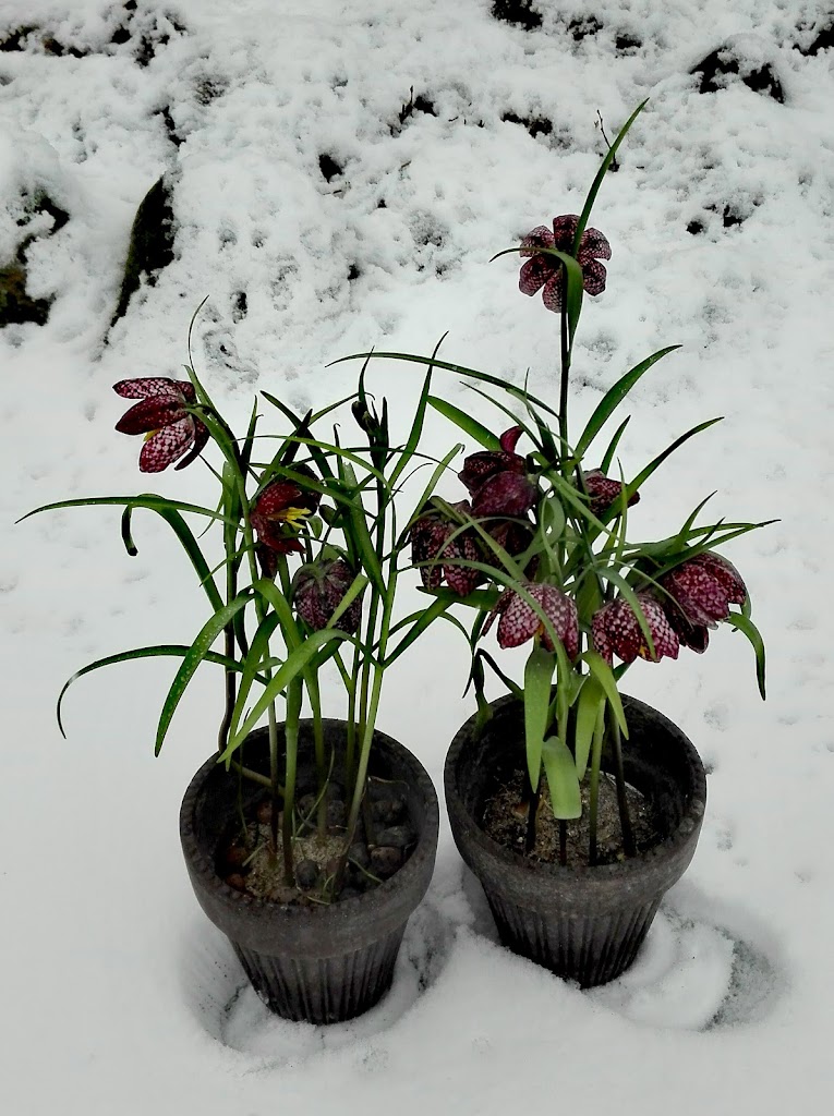 blomsten-by-ilse-jacobsen-5.jpeg