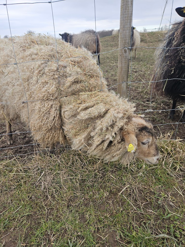 humlebaek-sheep-16.jpeg