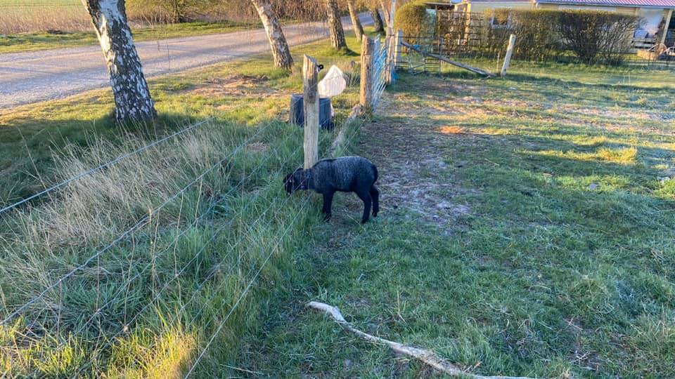 humlebaek-sheep-5.jpeg