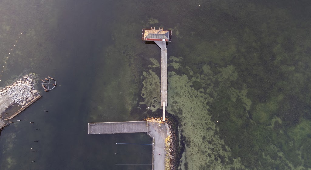 hvidovre-vinterbadere-sobadet-1.jpeg